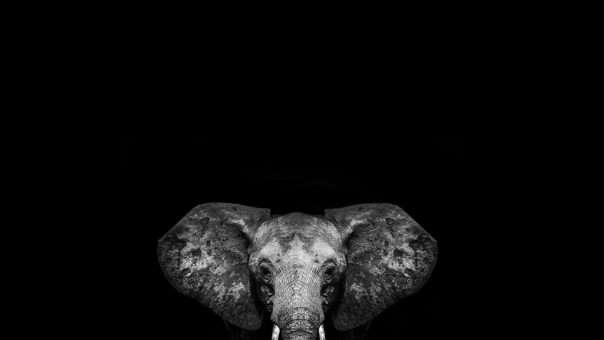 Hello In Elephant